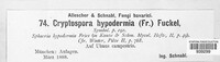 Winterella hypodermia image